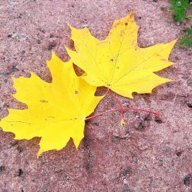 Spilgti dzeltenās rudens kļavu lapas Kandavā
