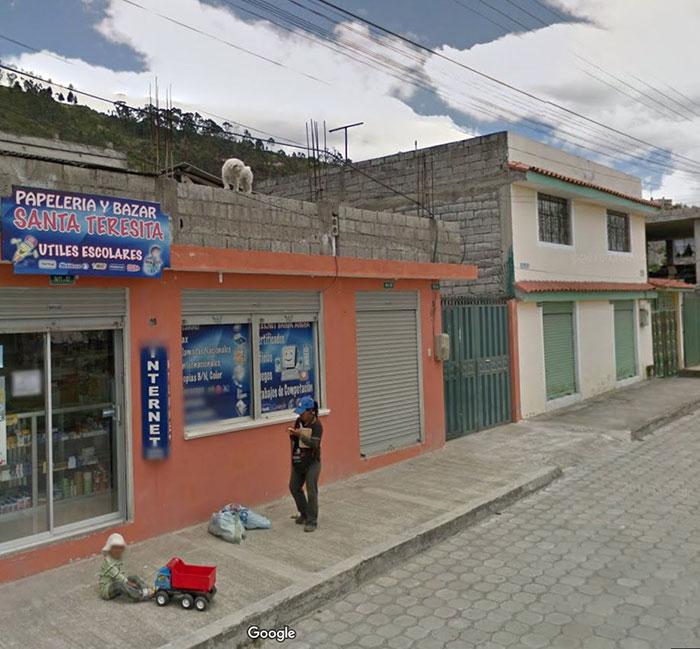 Autors: matilde Foto izlase: Dzīvnieki, kuri netīšām nokļuva «Google Street View»