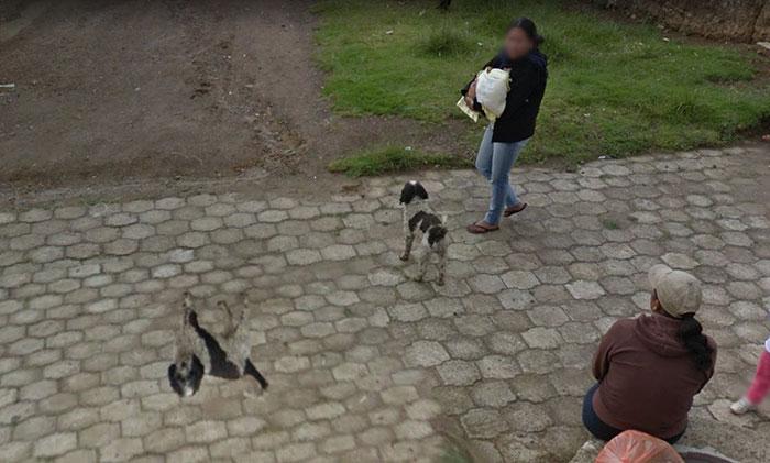 Autors: matilde Foto izlase: Dzīvnieki, kuri netīšām nokļuva «Google Street View»