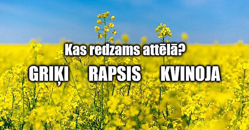 Tests: Vai zini, kurš lauksaimniecības augs redzams attēlā?