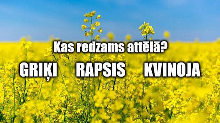 Tests: Vai zini, kurš lauksaimniecības augs redzams attēlā?