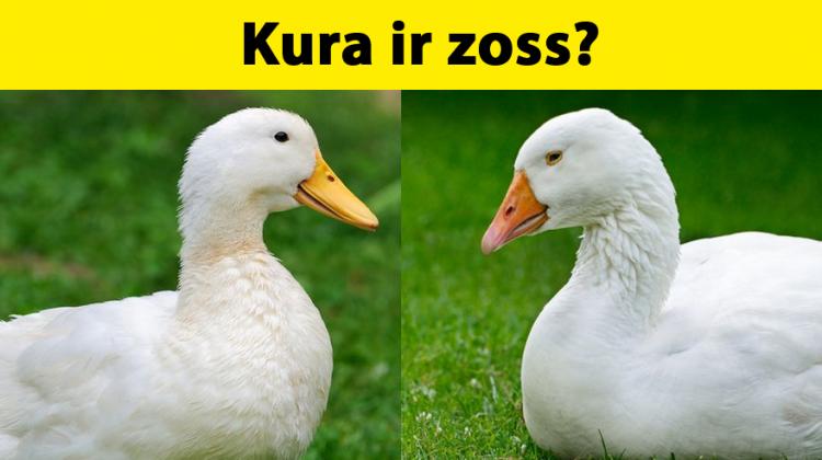 Tests: Vari iegūt 10 punktus šajā dzīvnieku līdzinieku testā?