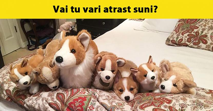 Acīguma tests: Vai vari atrast dzīvniekus, kuri ir paslēpušies 13 attēlos?