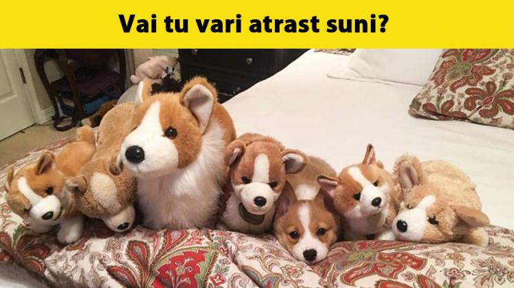 Acīguma tests: Vai vari atrast dzīvniekus, kuri ir paslēpušies 13 attēlos?