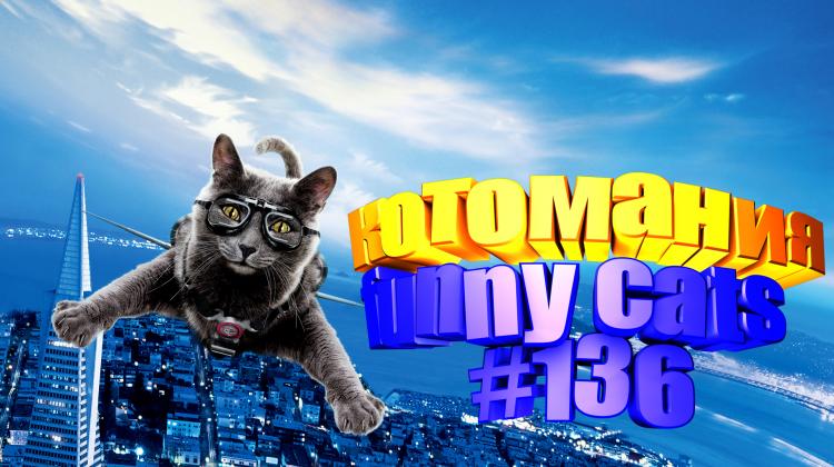 Smieklīgi kaķi | Jautrība ar kaķiem, katomanija #136