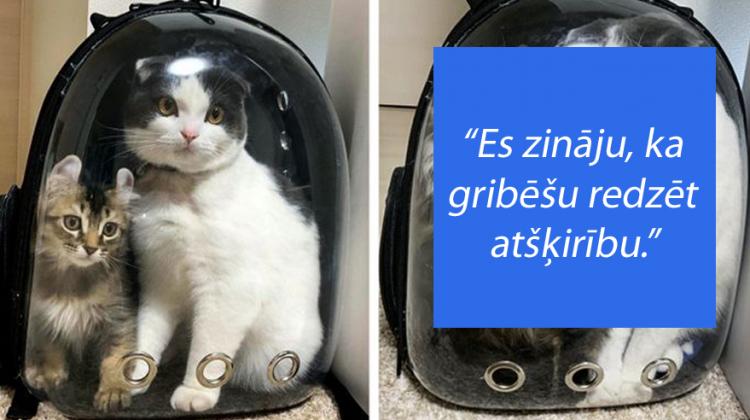 20 mājdzīvnieku «pirms» un «pēc» fotogrāfijas, kas tev ir obligāti jāredz