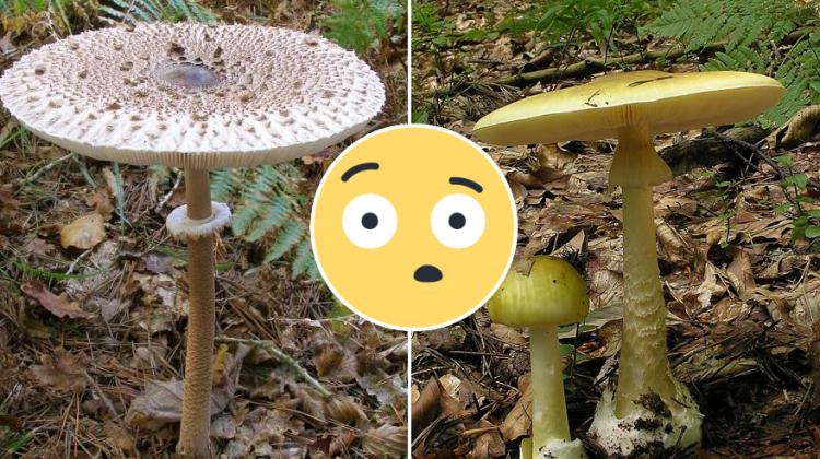 Tests: Vai šī Latvijā sastopamā sēne ir indīga?