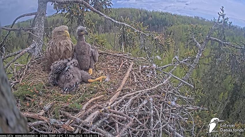 FOTO ⟩ Skat, kā paaugušies mazie Jūras ērgļu cālēni Durbē