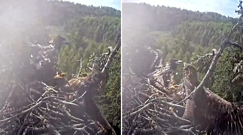 VIDEO ⟩ Tiešraides kamera Durbē fiksē kautiņu starp brāļiem Leo un Neo