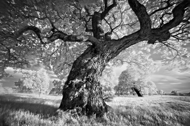 Portrait of a Tree  Marcin... Autors: Magicvision Gada fotogrāfijas!