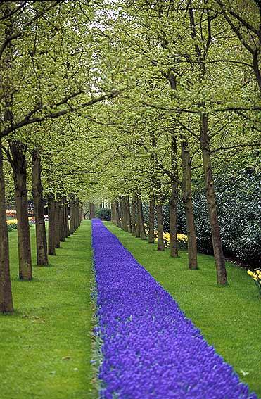  Autors: laforeta Keukenhof Garden – Ziedu debesis uz zemes