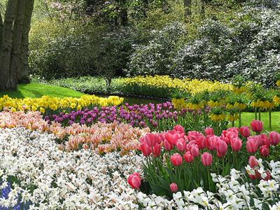 Mazāk pazīstamam nekā citi... Autors: laforeta Keukenhof Garden – Ziedu debesis uz zemes