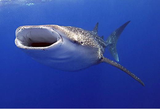 Lielākā zivs  Vaļhaizivs 134... Autors: kanba Pasaulē lielākie dzīvnieki.