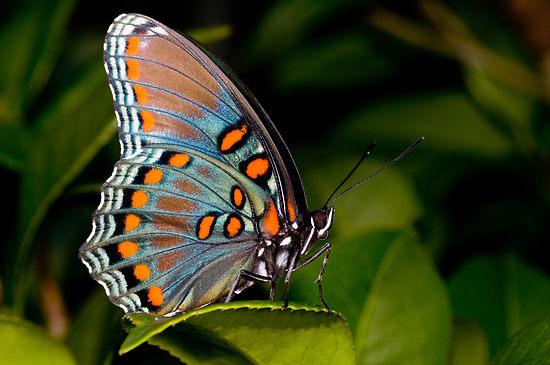  Autors: Zvaigznux butterfly :)