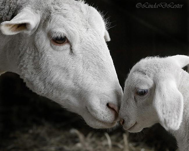 Mīlestībai patīk uzticēties Autors: zemenigaa ''LOVE''