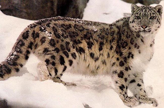  Autors: Antilohs Dzīvnieku apskats: sniega leopards