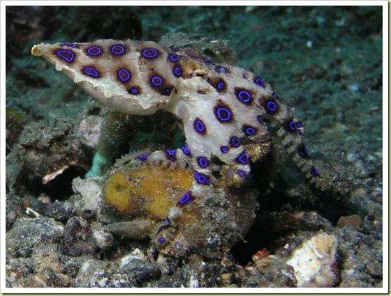 Zilo gredzenu astoņkājis ir... Autors: Fosilija Indīgākie dzīvnieki ...