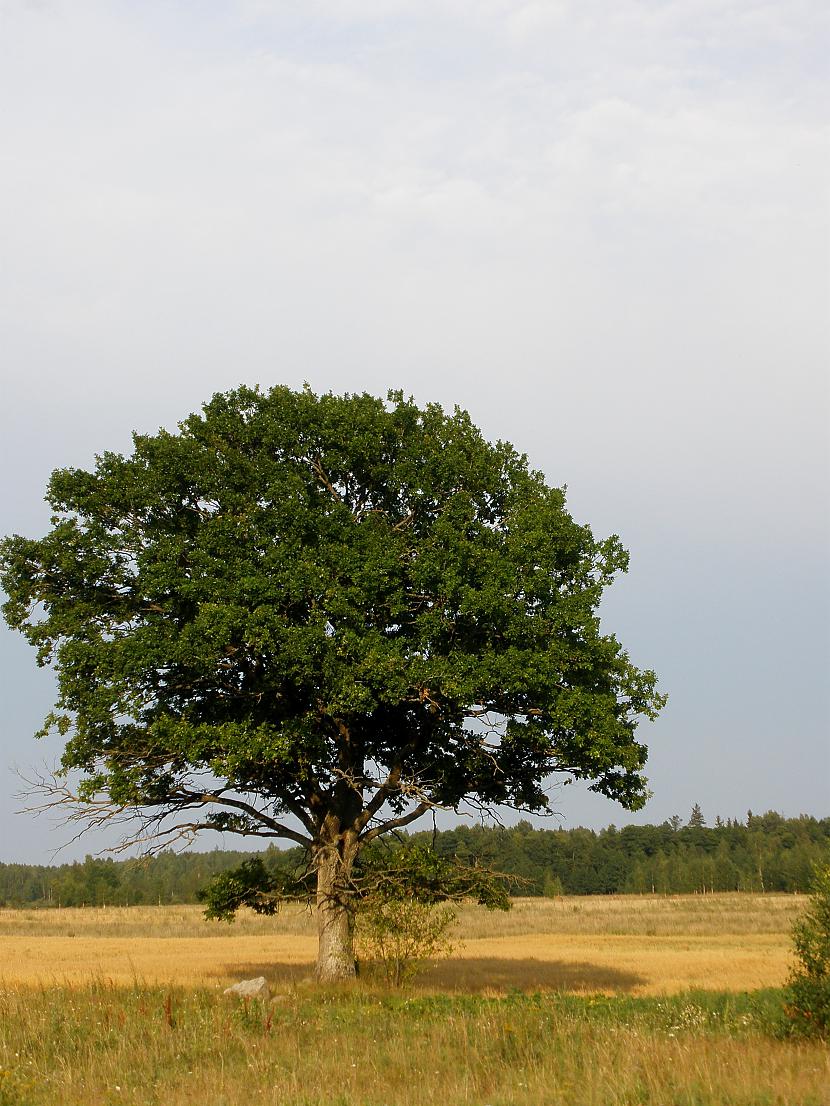  Autors: Akirrra Domās jau vasarā :))