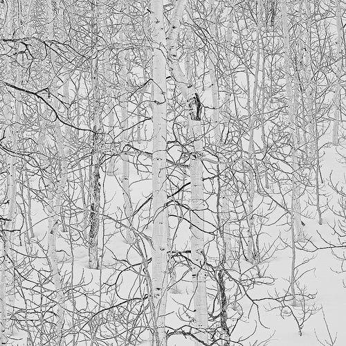 Quaking Aspen ziemā Autors: LittleWolf Skaistākie koki pasaulē