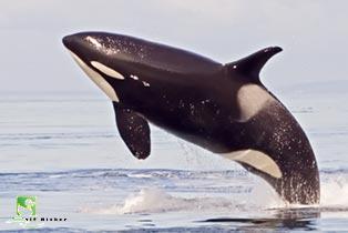 Džeju Ņoutonu nogalināja valis... Autors: Fosilija Nāves - muļķīgās 2 ...