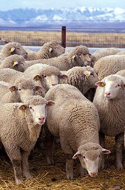 Mājas aita latīņu Ovis aries... Autors: augsina (stulbā)aita