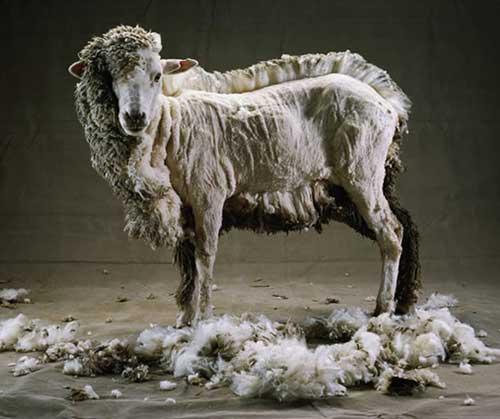 cirptapuscirpta aita apcirpa... Autors: augsina (stulbā)aita