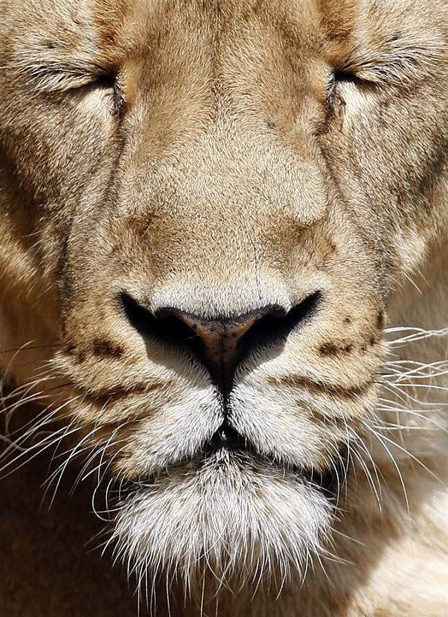 Āzijas Lauva bauda saulu... Autors: KingOfTheSpokiLand 75 Pārsteidzošas dzīvnieku fotogrāfijas!