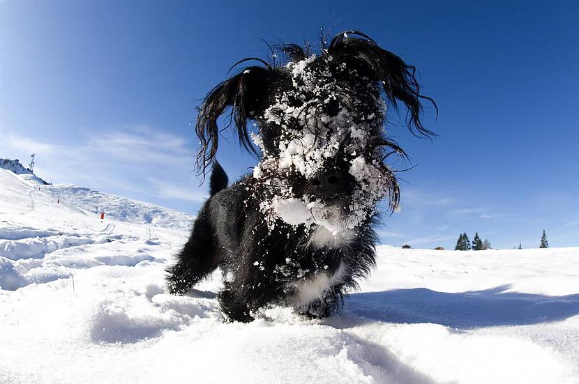 Es no sniega nebaidos Autors: KingOfTheSpokiLand 75 Pārsteidzošas dzīvnieku fotogrāfijas!