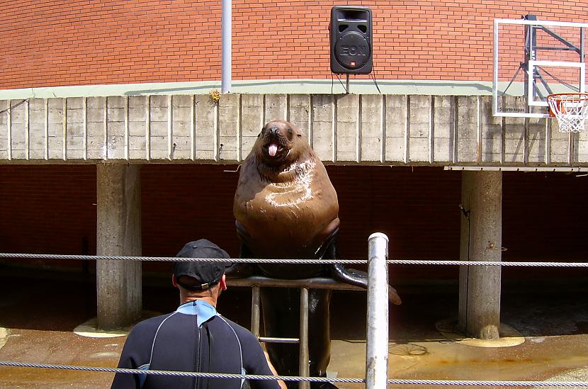  Autors: aivarsm Delfinārijs Lietuvā