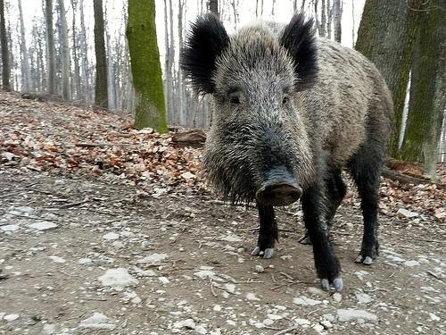  Autors: Treiseris Kur Latvijā dzīvo "dzīvžogu cūkas"?