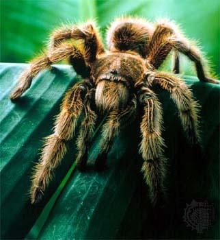 Tarantuli var izdzīvot bez... Autors: kanba 11 interesanti fakti par dzīvniekiem!