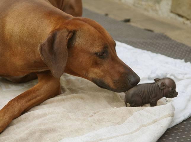  Autors: raiviiops Suns adoptē sivēnu