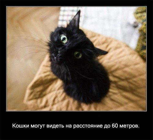 Kaķi var  redzēt līdz pat 60... Autors: coldasice fakti par kaķiem