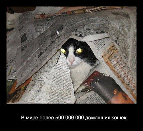 Pasaulē ir vairāk nekā 500 000... Autors: coldasice fakti par kaķiem