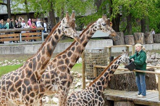 Žirafēm ir vislielākā sirds un... Autors: coldasice Interesanti fakti par dzivniekiem