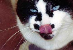 Kaķis nevar kustīnāt žokli uz... Autors: coldasice Interesanti fakti par dzivniekiem