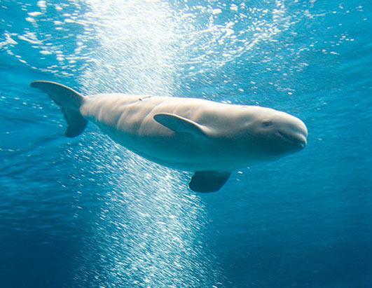 Pieaudzis valis vienā reizē... Autors: coldasice Interesanti fakti par dzivniekiem