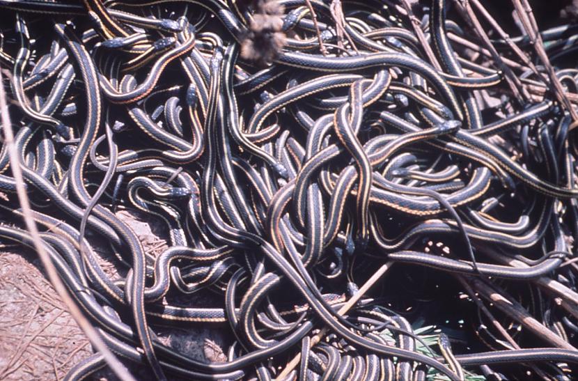 Kīnā čūskas galveno kārt ķer... Autors: coldasice Interesanti fakti par dzivniekiem