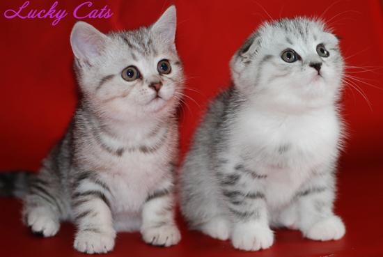  Autors: zaiga Scottish Fold & Straight kaķi!