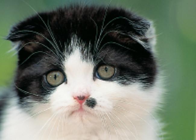  Autors: zaiga Scottish Fold & Straight kaķi!