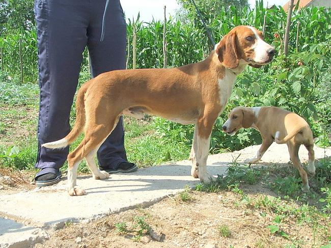 posavas dzinējsuns Autors: AgaGangaEsenga Suņu šķirnes daudz