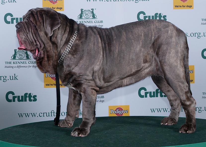 Neapoles mastifs mastino Autors: AgaGangaEsenga Suņu šķirnes daudz