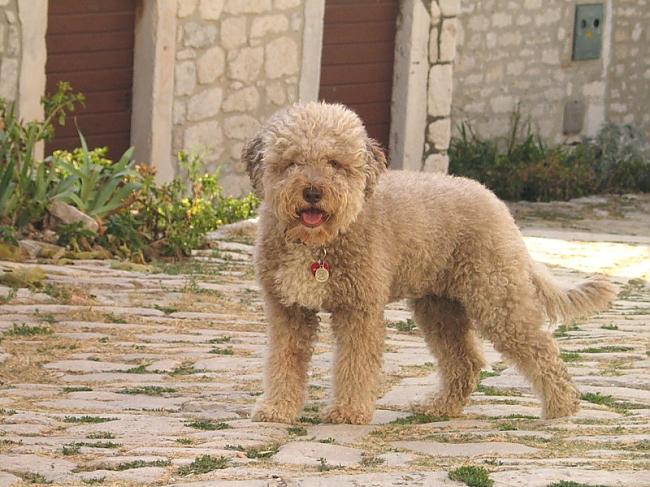 Lagotto romagnolo Autors: AgaGangaEsenga Suņu šķirnes daudz