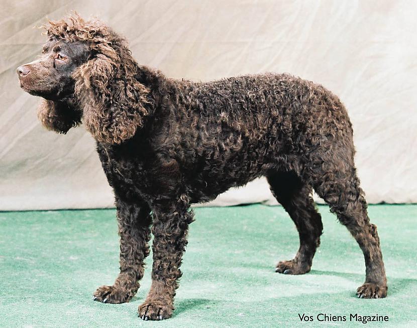 amerikāņu ūdens spaniels Autors: AgaGangaEsenga Suņu šķirnes daudz