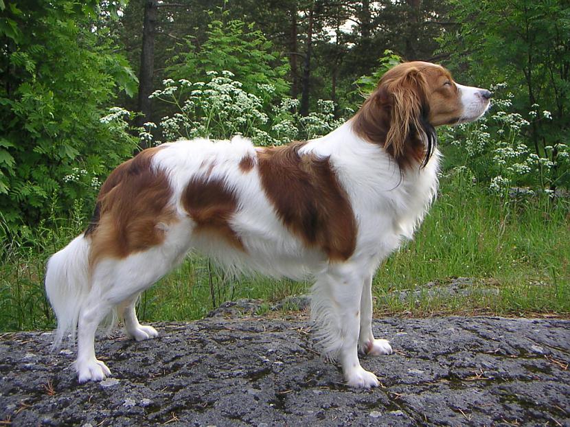 Holandes spaniels koikers Autors: AgaGangaEsenga Suņu šķirnes daudz