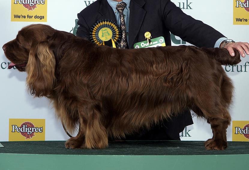 sasekas spaniels Autors: AgaGangaEsenga Suņu šķirnes daudz