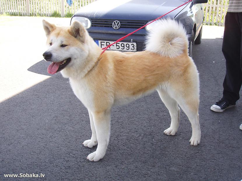 akita inu Autors: AgaGangaEsenga Suņu šķirnes daudz