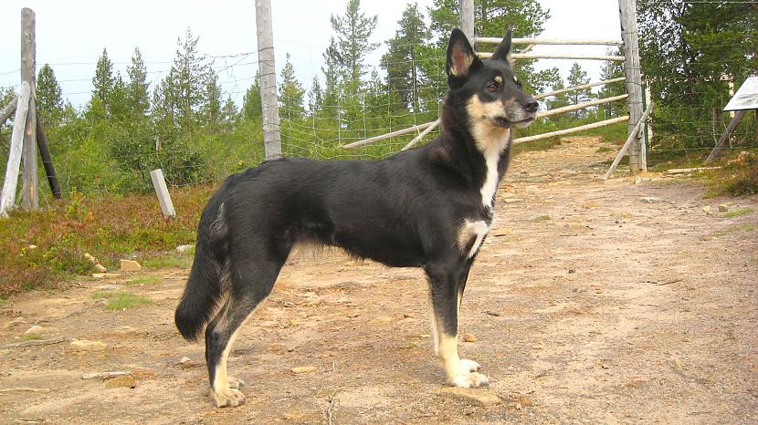 Lapsk vallhund Autors: AgaGangaEsenga Suņu šķirnes daudz