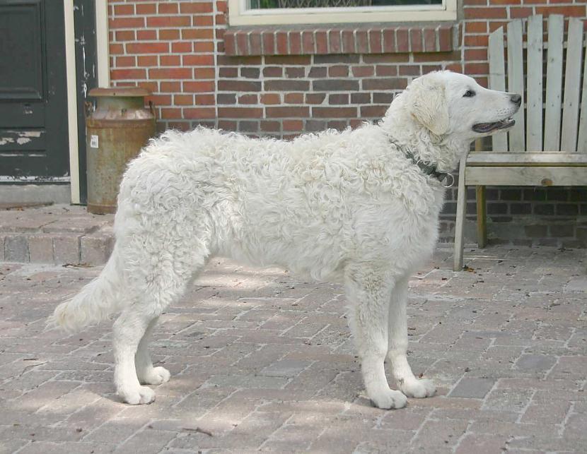 Hungarian Kuvasz Autors: AgaGangaEsenga Suņu šķirnes daudz