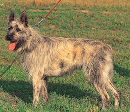 Bouvier des Ardennes Autors: AgaGangaEsenga Suņu šķirnes daudz